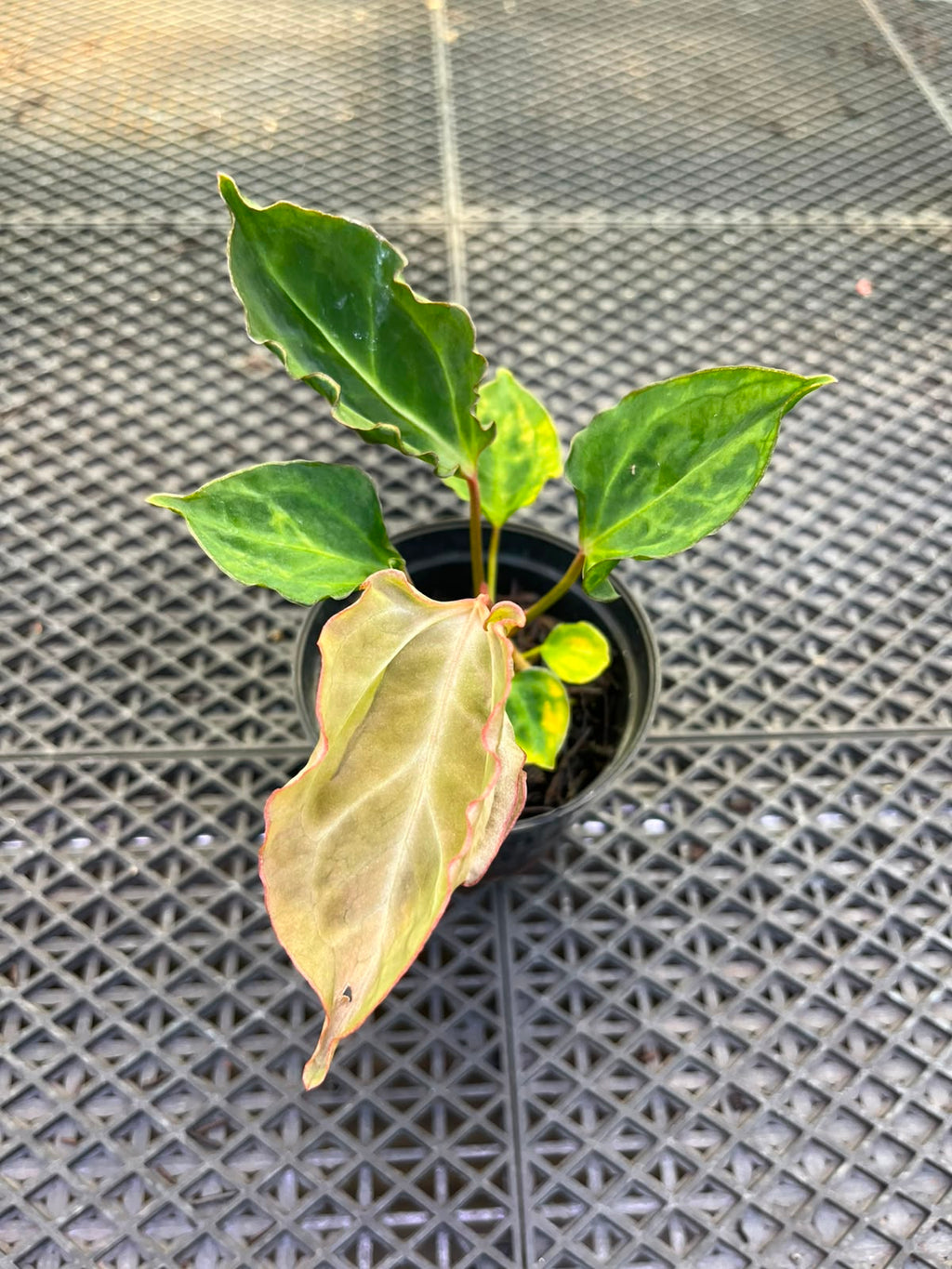 Anthurium Papi Vareigated x Kraken