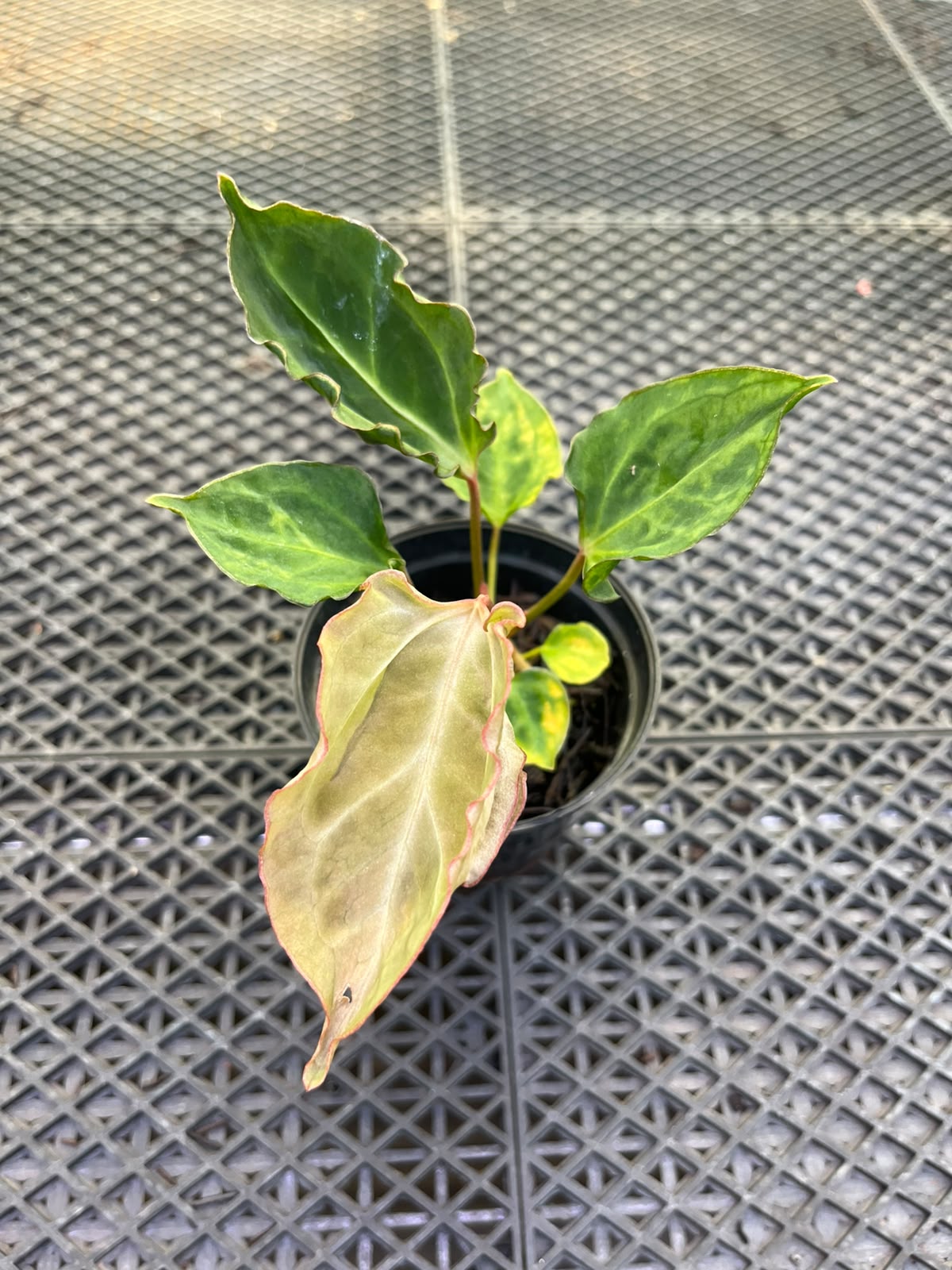 Anthurium Papi Vareigated x Kraken
