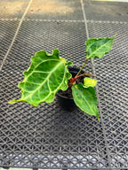 Anthurium Papi Vareigated x Kraken