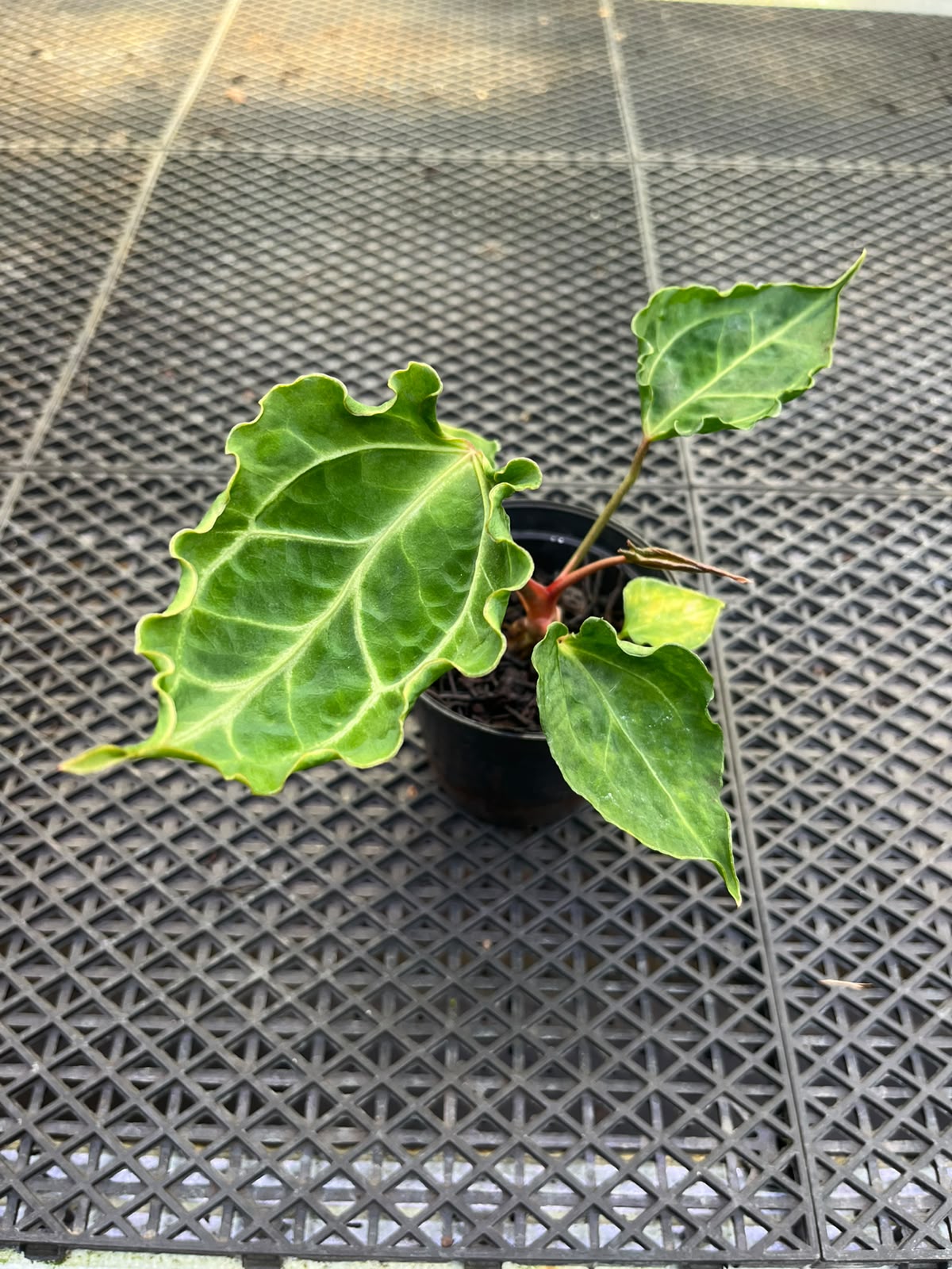 Anthurium Papi Vareigated x Kraken