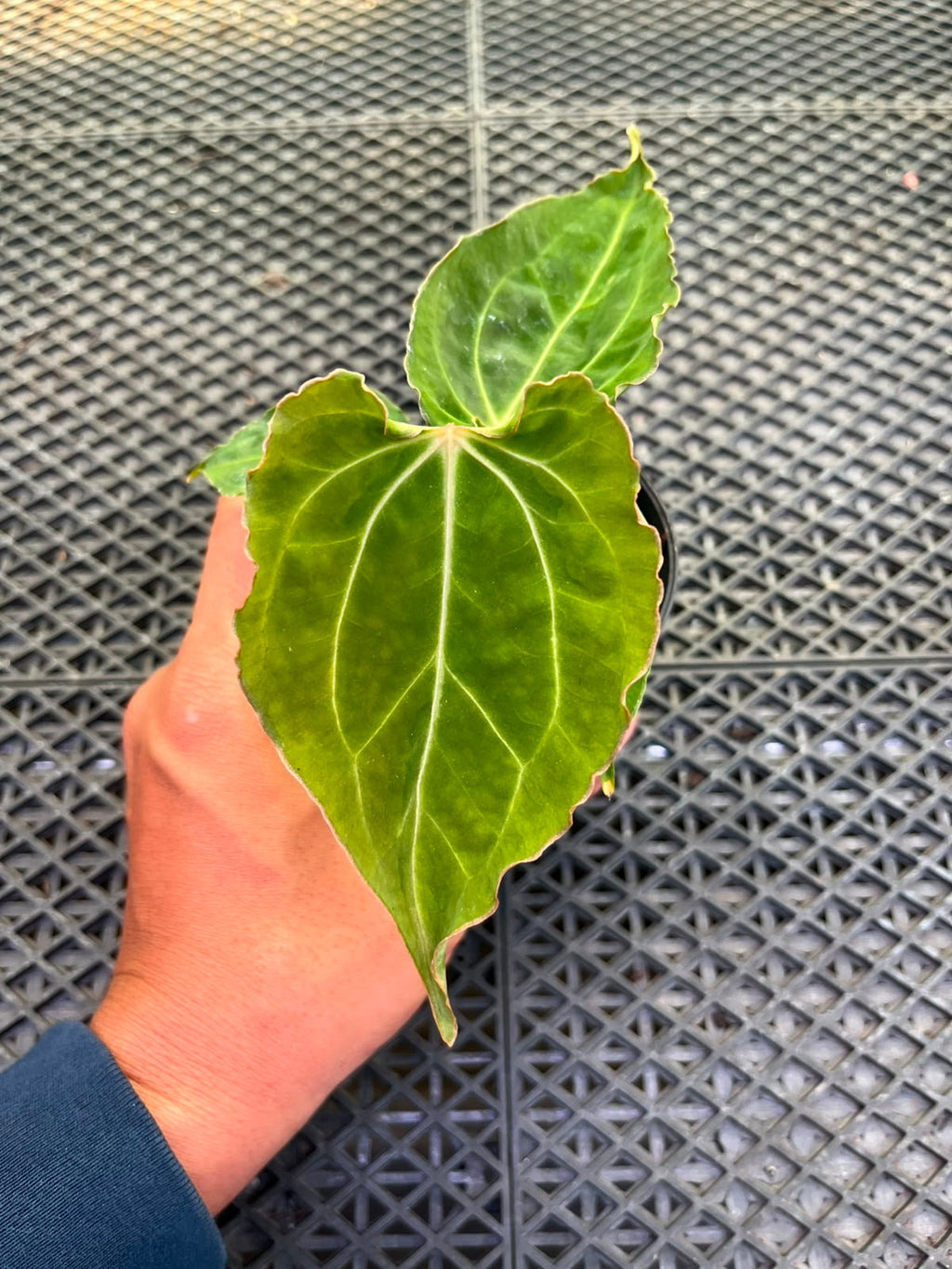 Anthurium Papi Vareigated x Kraken