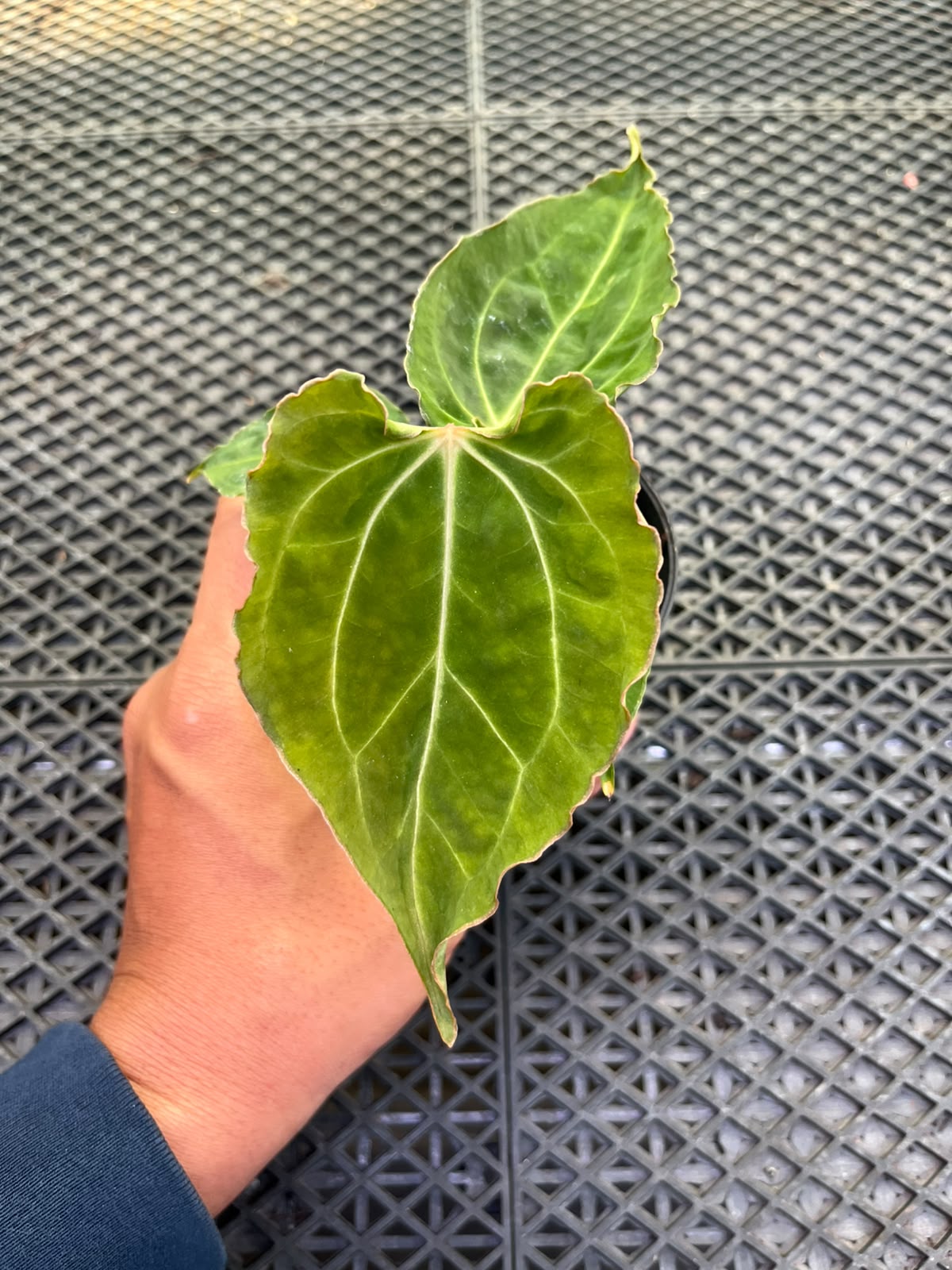 Anthurium Papi Vareigated x Kraken