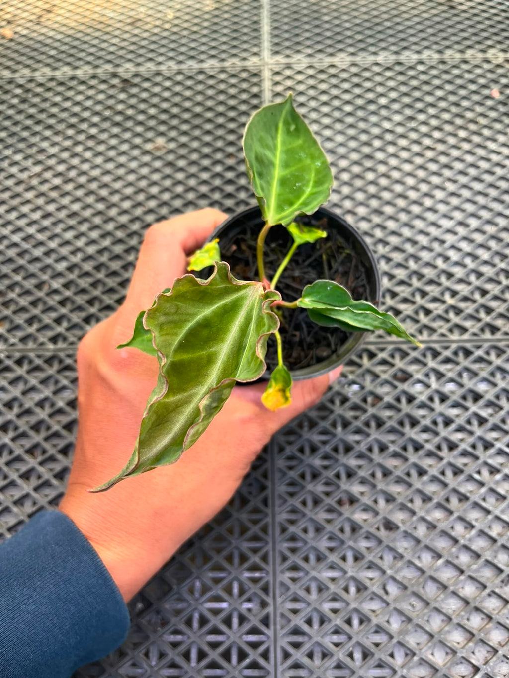Anthurium Papi Vareigated x Kraken