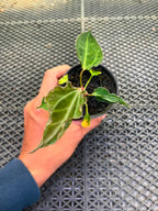 Anthurium Papi Vareigated x Kraken