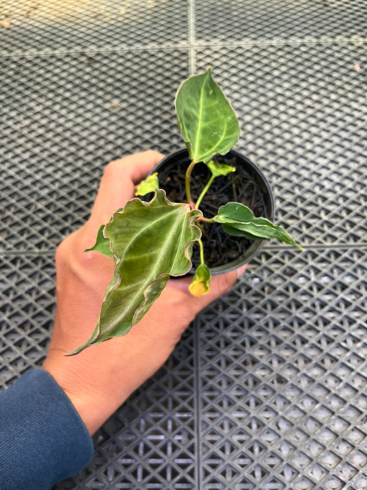 Anthurium Papi Vareigated x Kraken