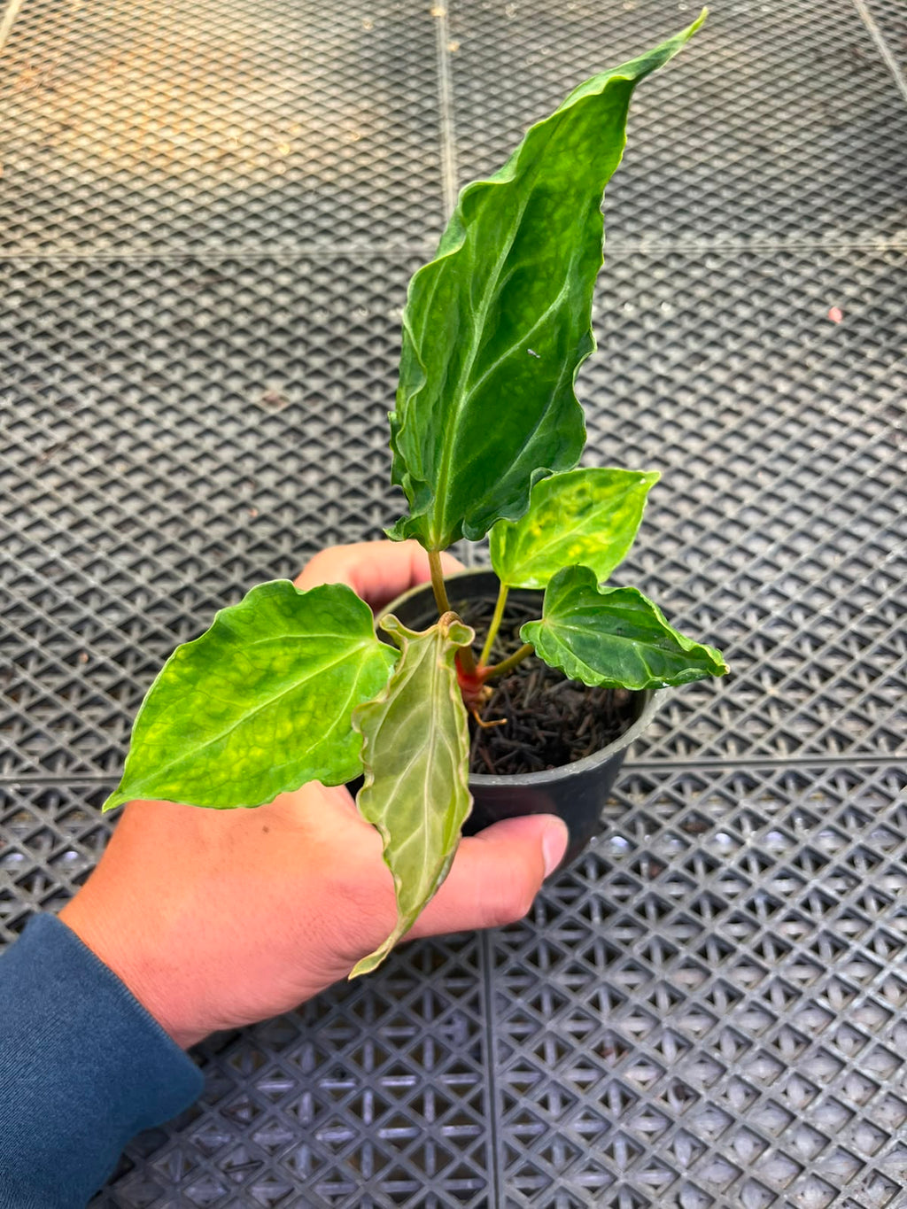 Anthurium Papi Vareigated x Kraken