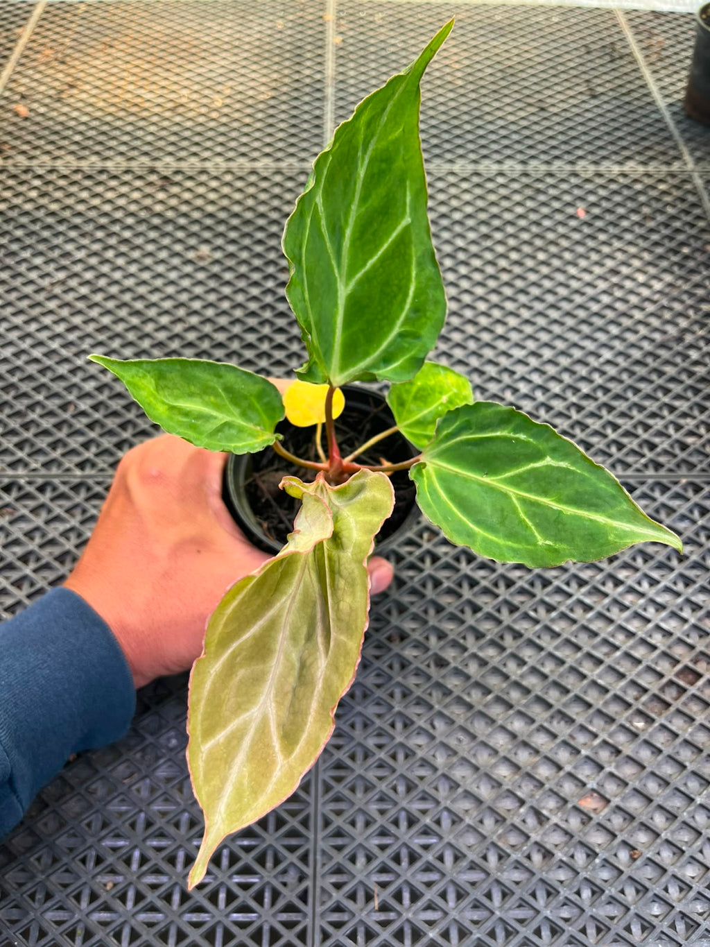 Anthurium Papi Vareigated x Kraken