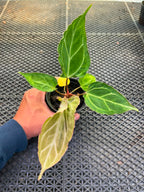 Anthurium Papi Vareigated x Kraken