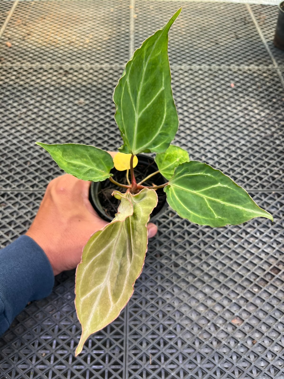 Anthurium Papi Vareigated x Kraken