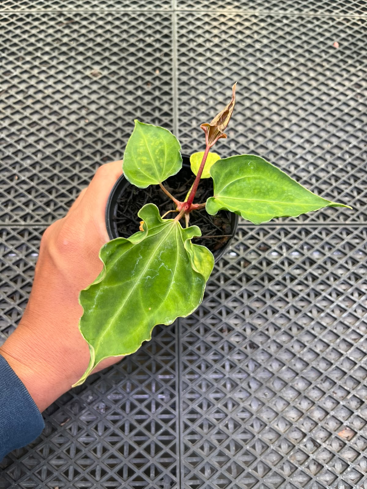 Anthurium Papi Vareigated x Kraken