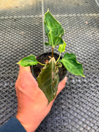 Anthurium Papi Vareigated x Kraken