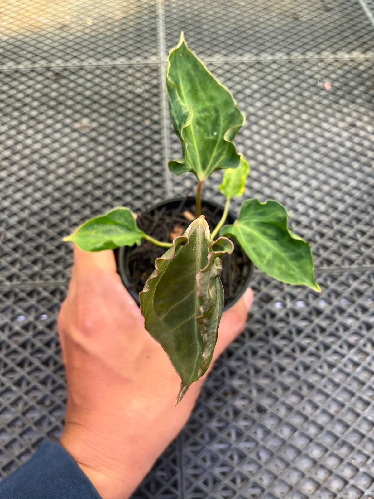 Anthurium Papi Vareigated x Kraken