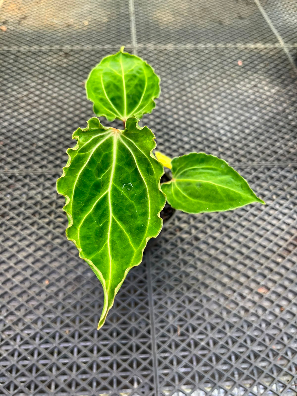 Anthurium Papi Vareigated x Kraken