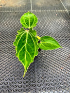 Anthurium Papi Vareigated x Kraken