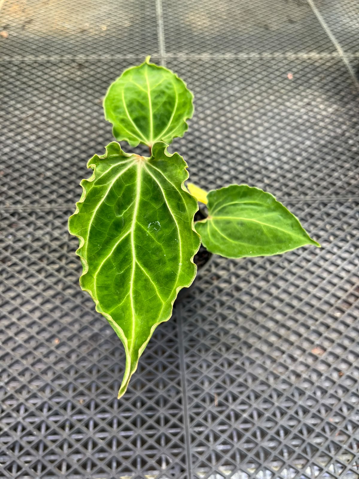 Anthurium Papi Vareigated x Kraken