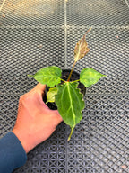 Anthurium Papi Vareigated x Kraken