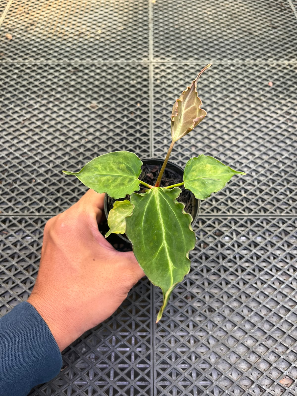 Anthurium Papi Vareigated x Kraken