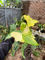 Anthurium Pterodactyl Variegated