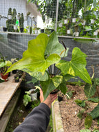 Anthurium Pterodactyl Variegated