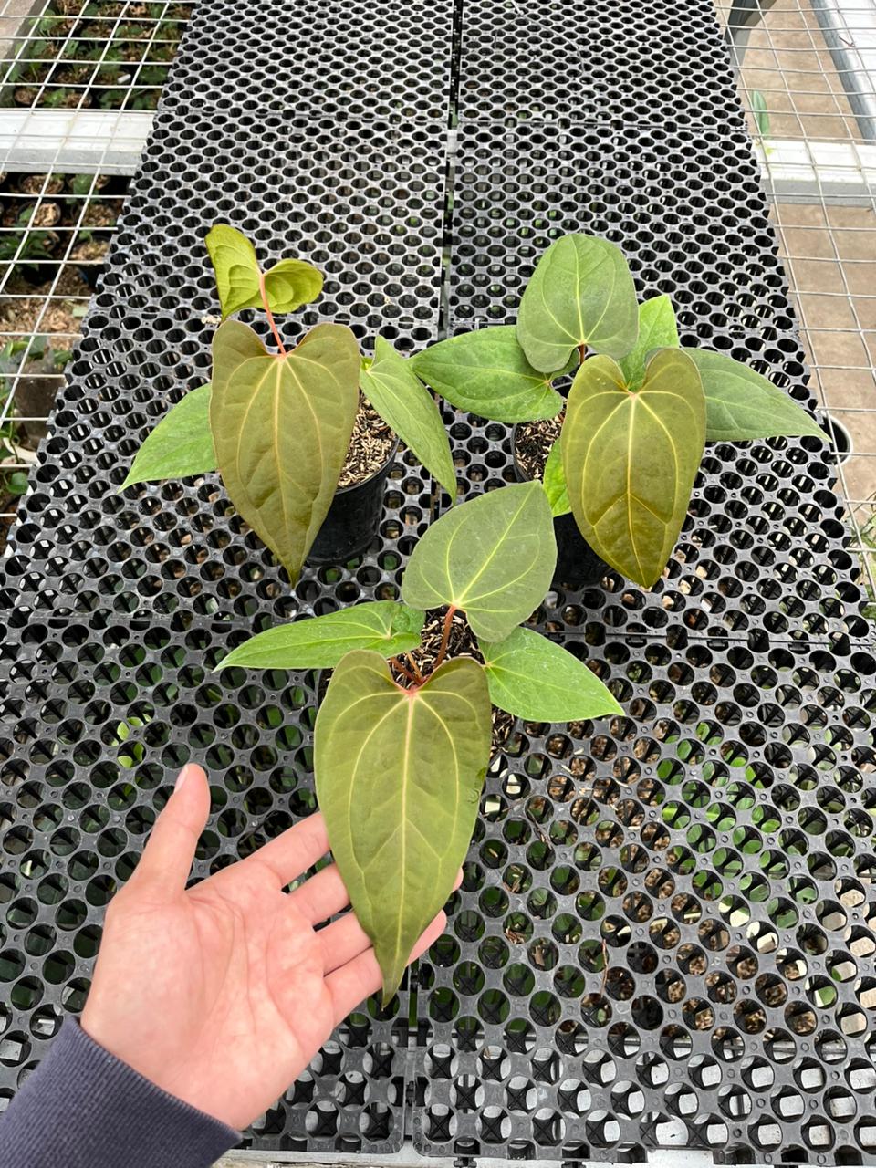 Anthurium Gunayala x Lagogatun