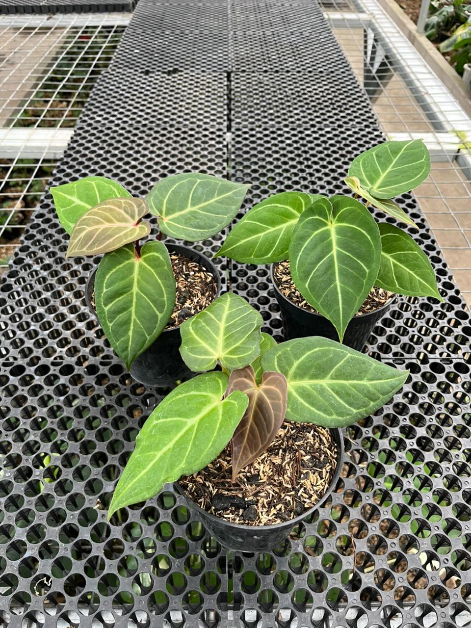 Anthurium Pink Lemonade x KOS