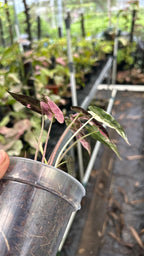 Alocasia Bambino Pink Albo