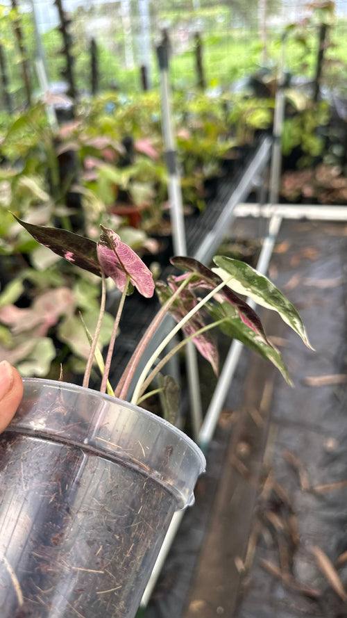 Alocasia Bambino Pink Albo