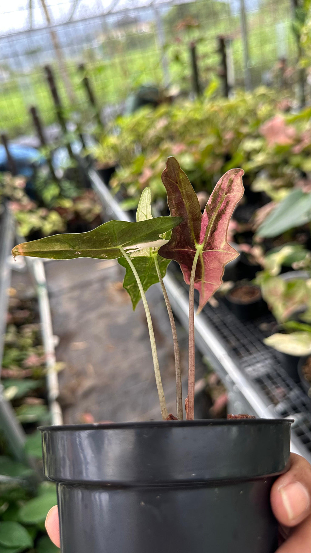 Alocasia Nobilis K-Version