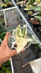 Alocasia Amazonica Pink Albo