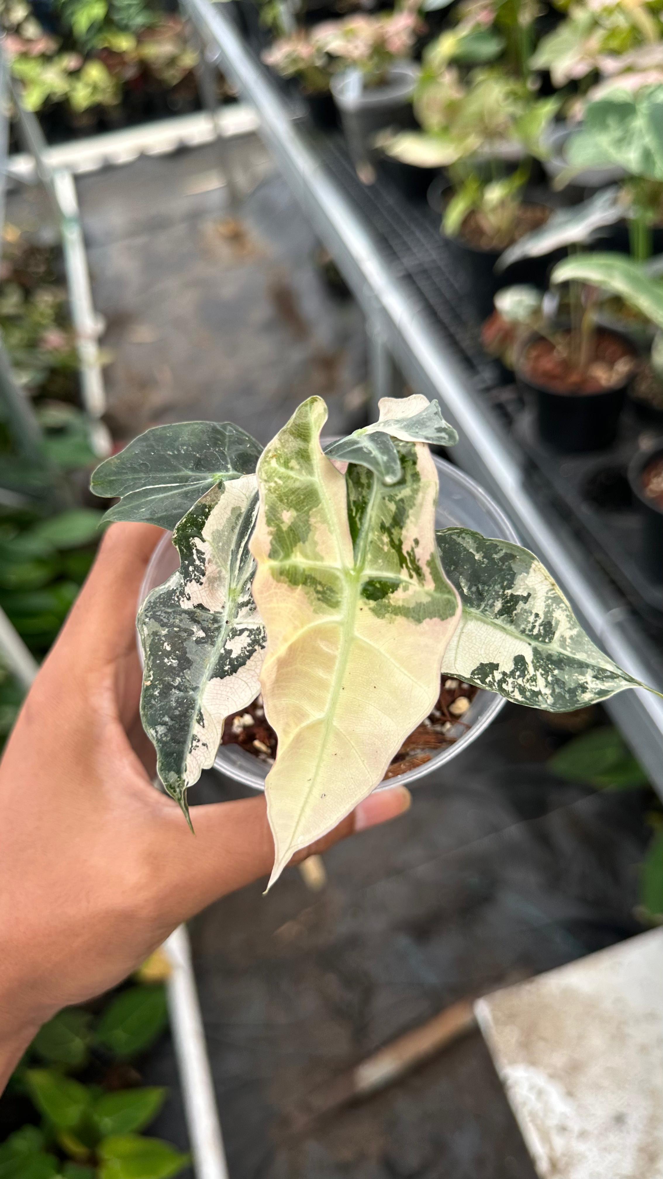 Alocasia Amazonica Pink Albo