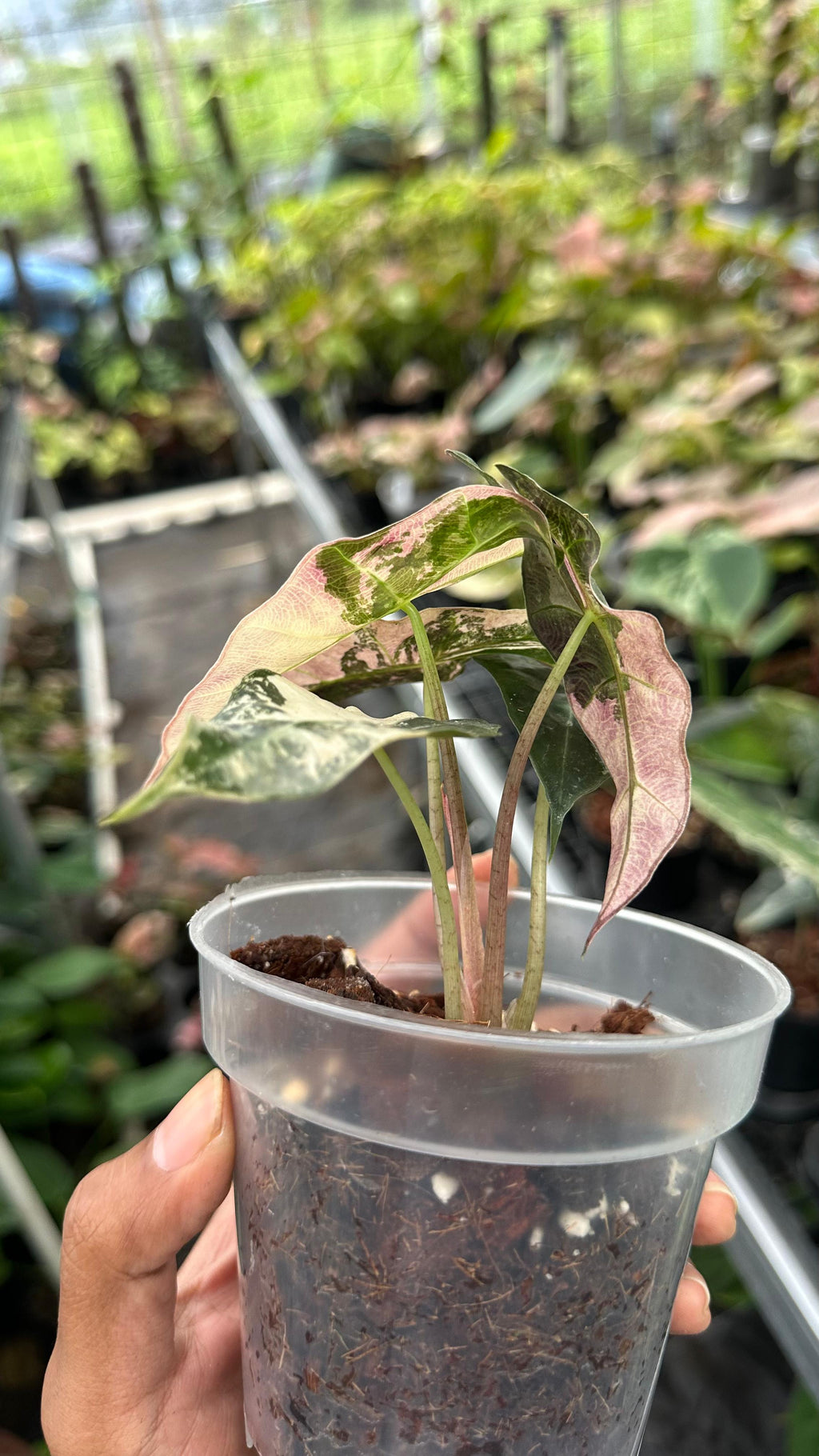 Alocasia Amazonica Pink Albo