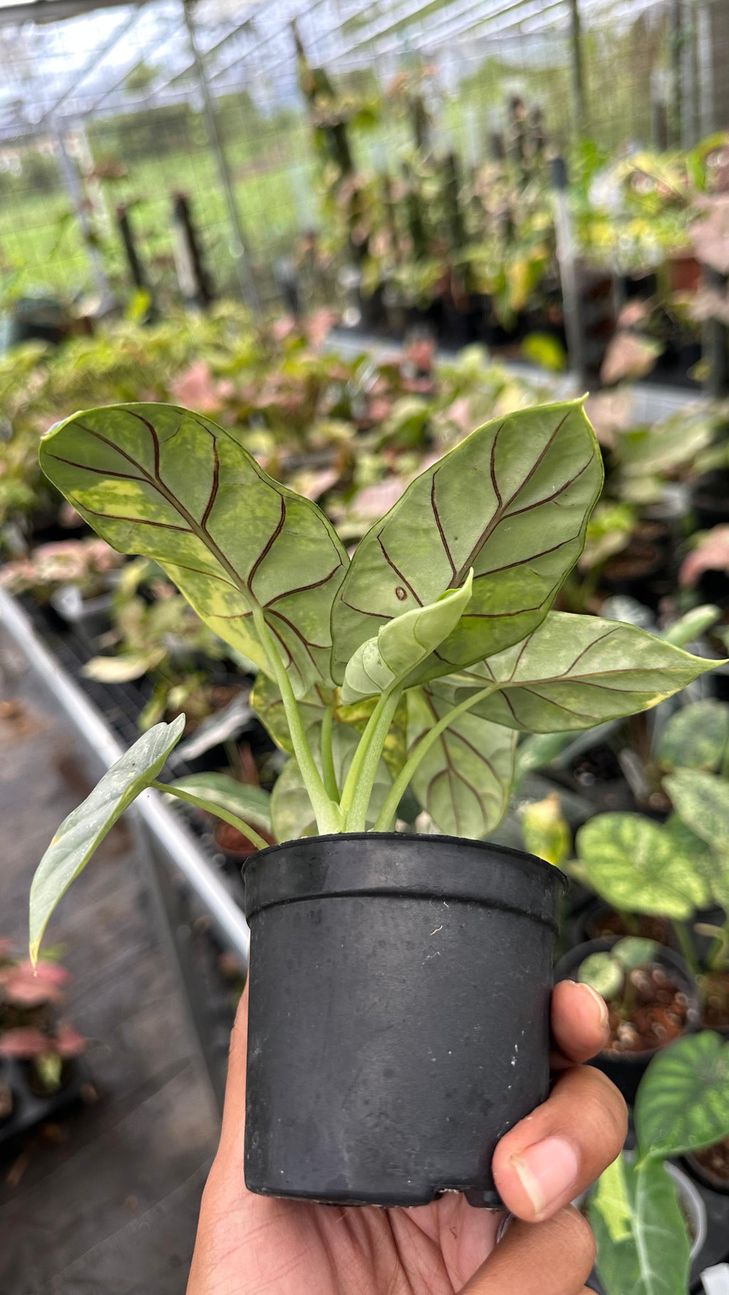 Alocasia Silver Dragon Aurea