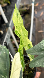 Alocasia Simpo Albo