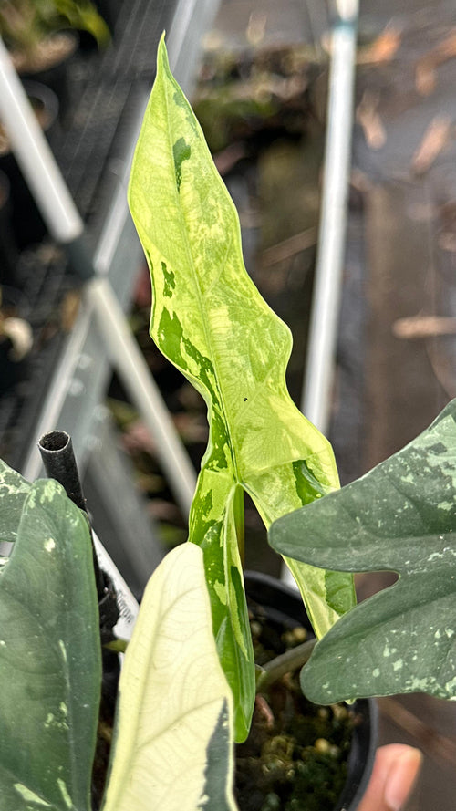 Alocasia Simpo Albo