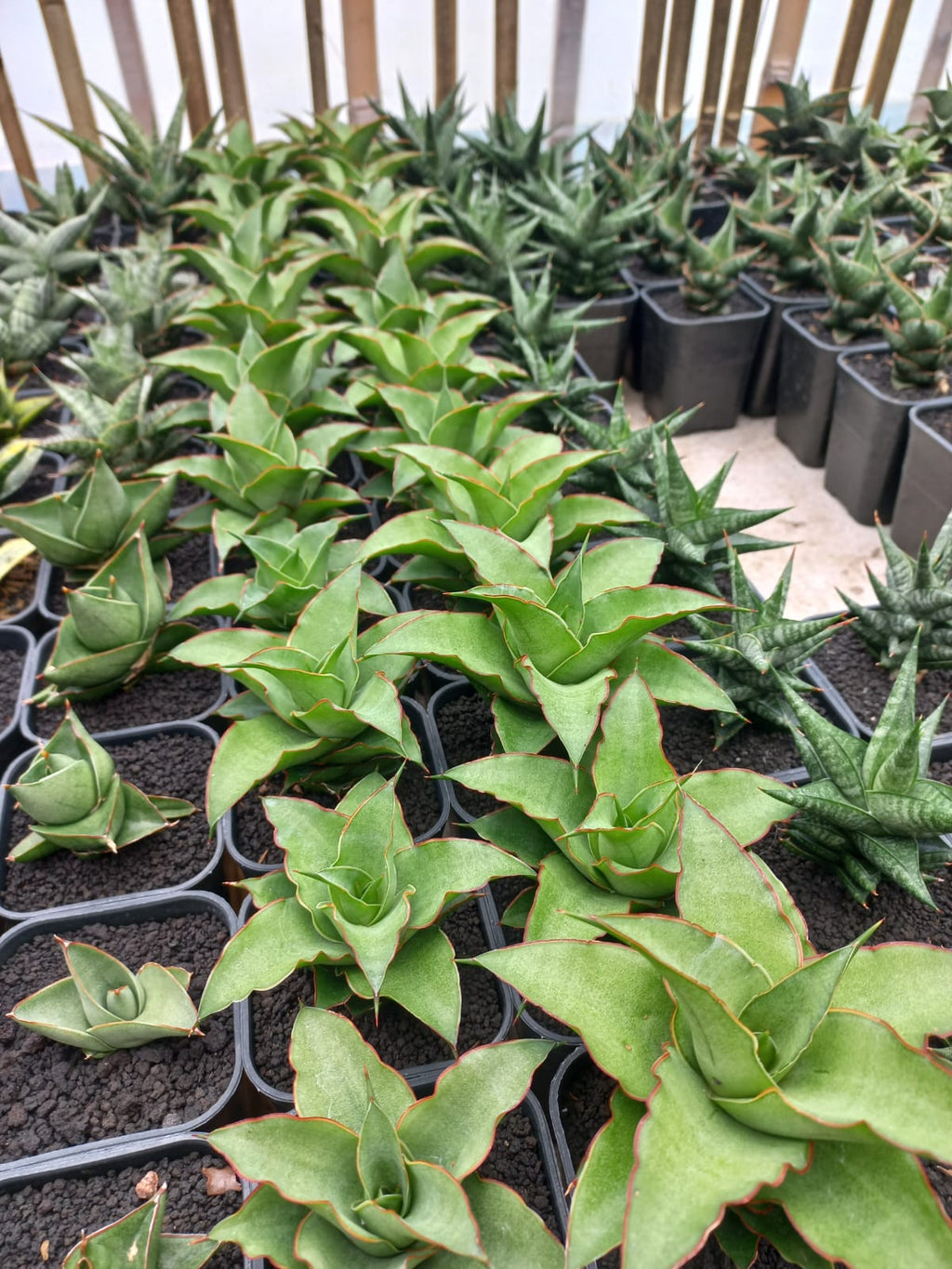 Sansevieria Puyek