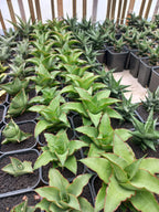 Sansevieria Puyek