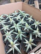 Sansevieria Blue Clone White