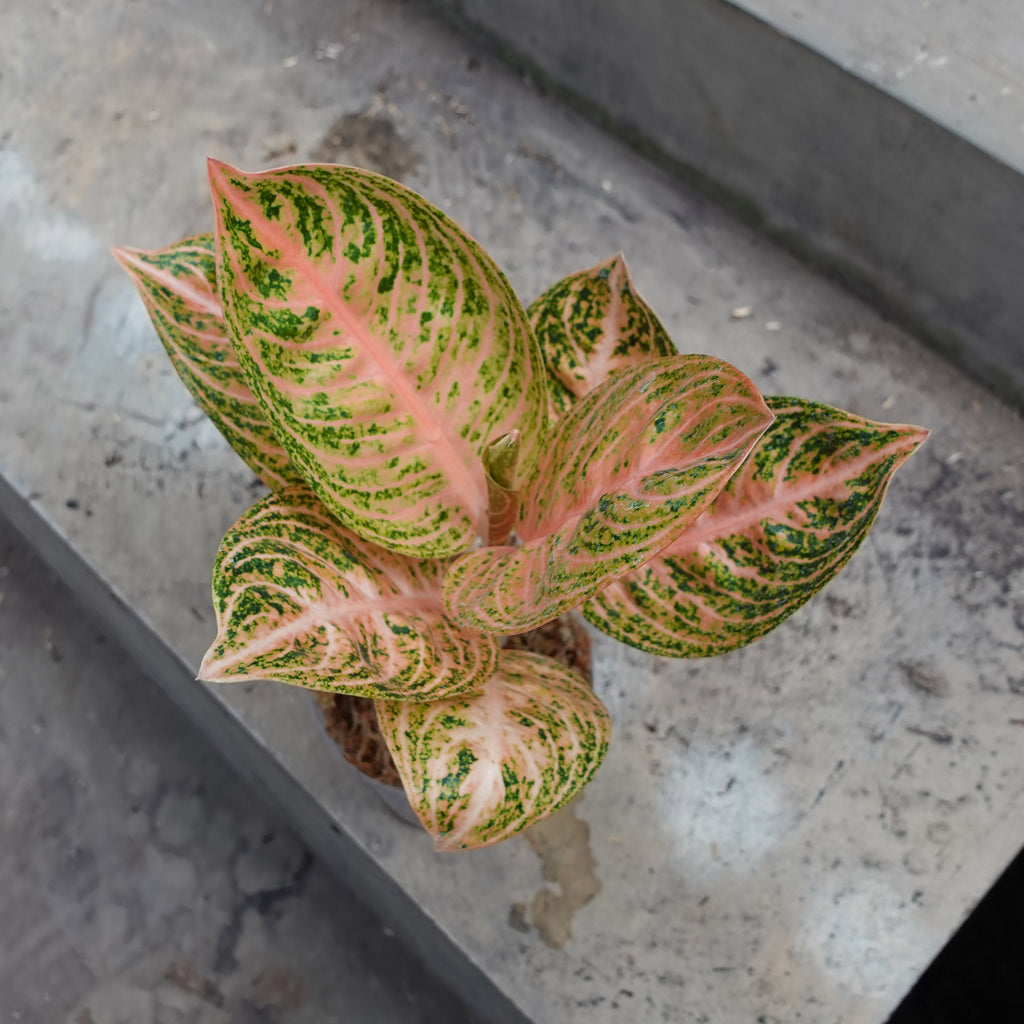 Aglaonema Widuri