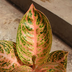 Aglaonema Widuri