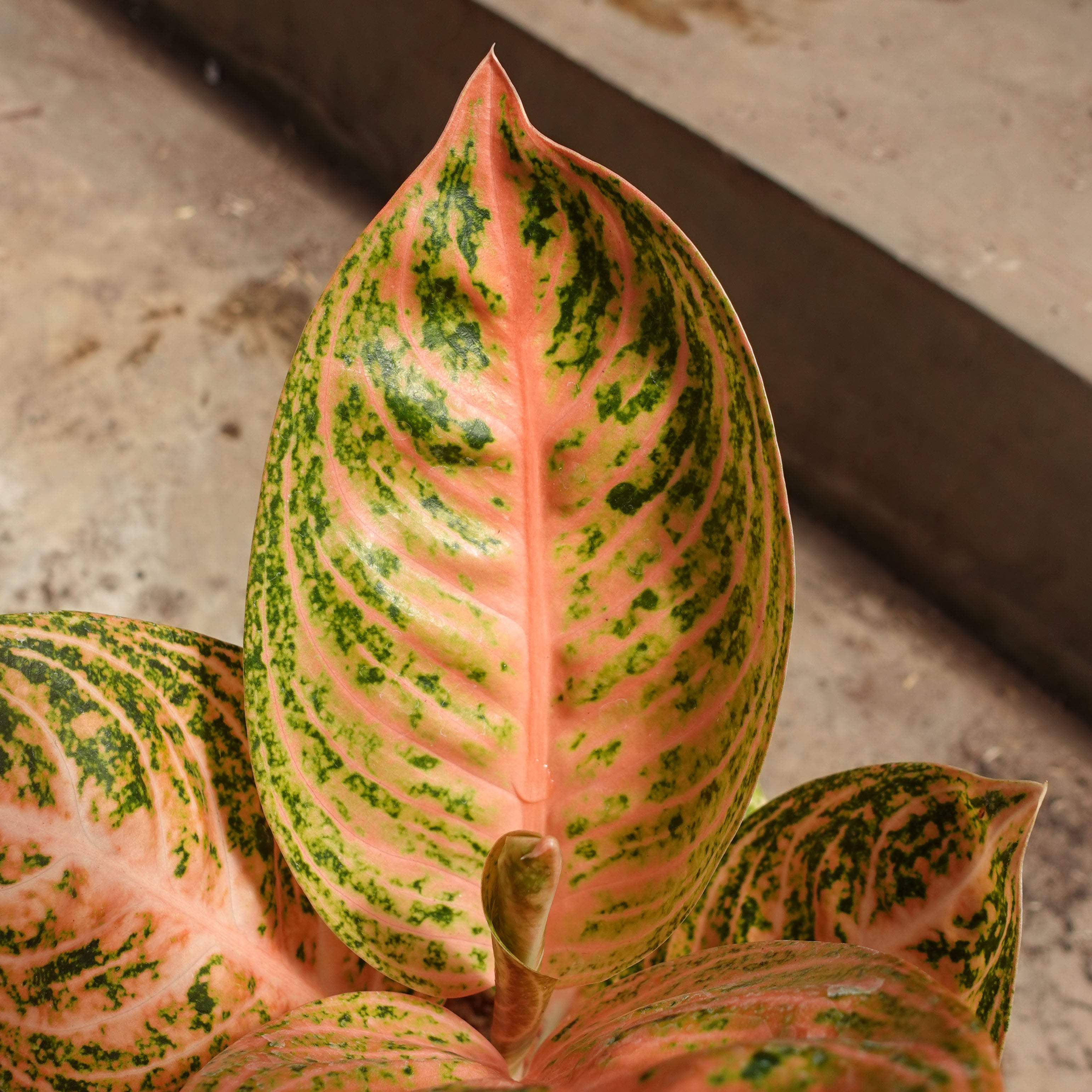 Aglaonema Widuri