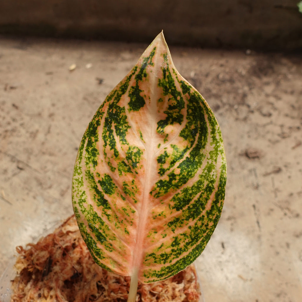 Aglaonema Widuri