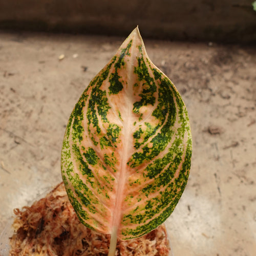 Aglaonema Widuri