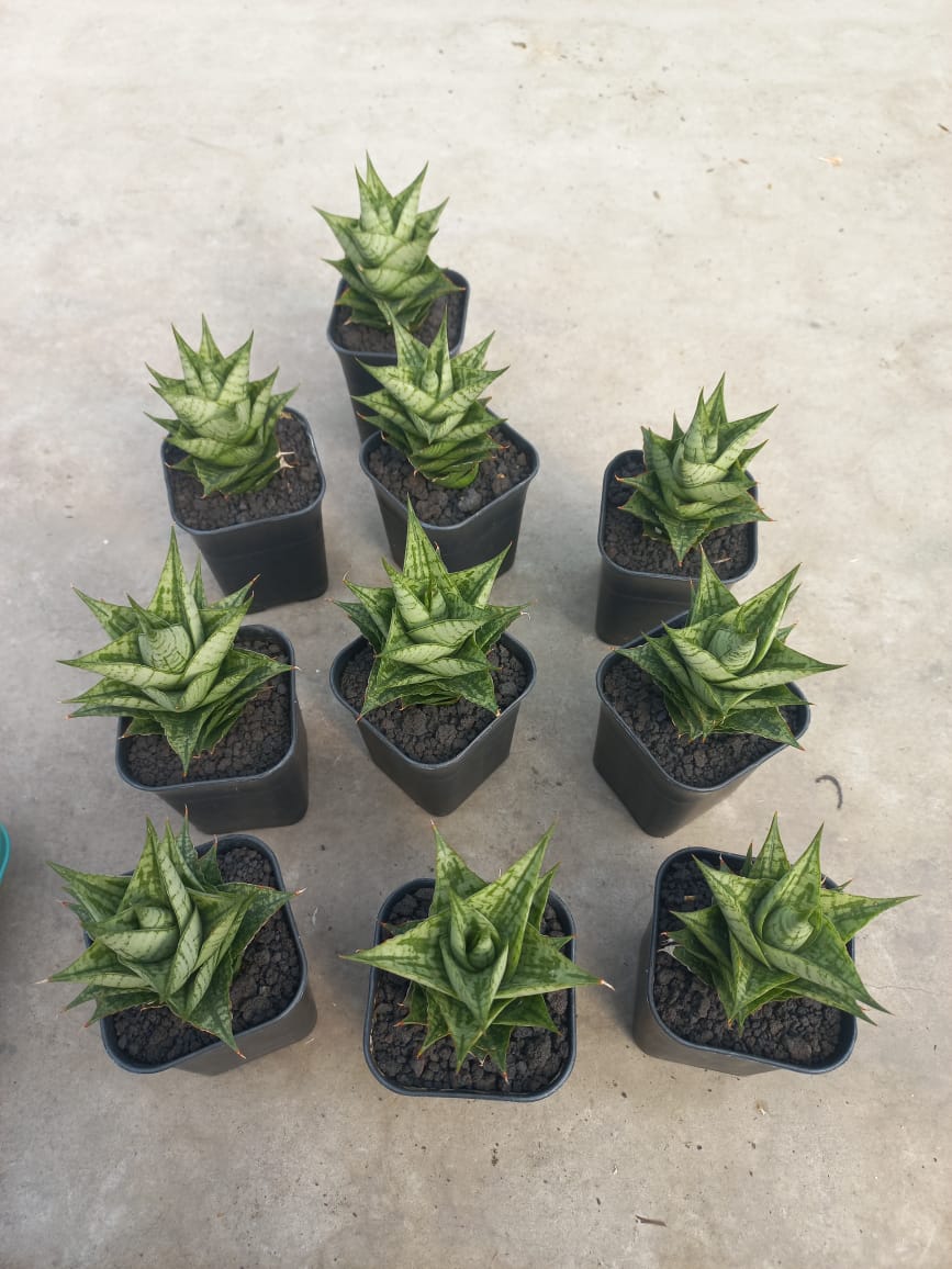 Sansevieria Win Win