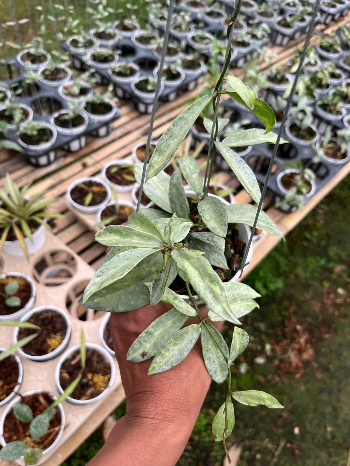 Hoya Winter Pandora