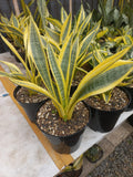 Sansevieria Yellow Tripe