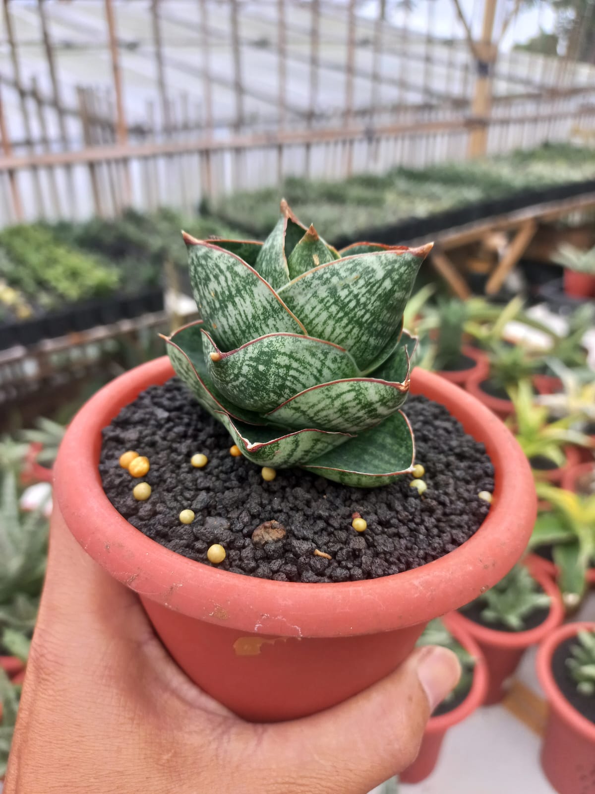 Sansevieria Yokmorakot