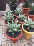 Sansevieria Zebra Large