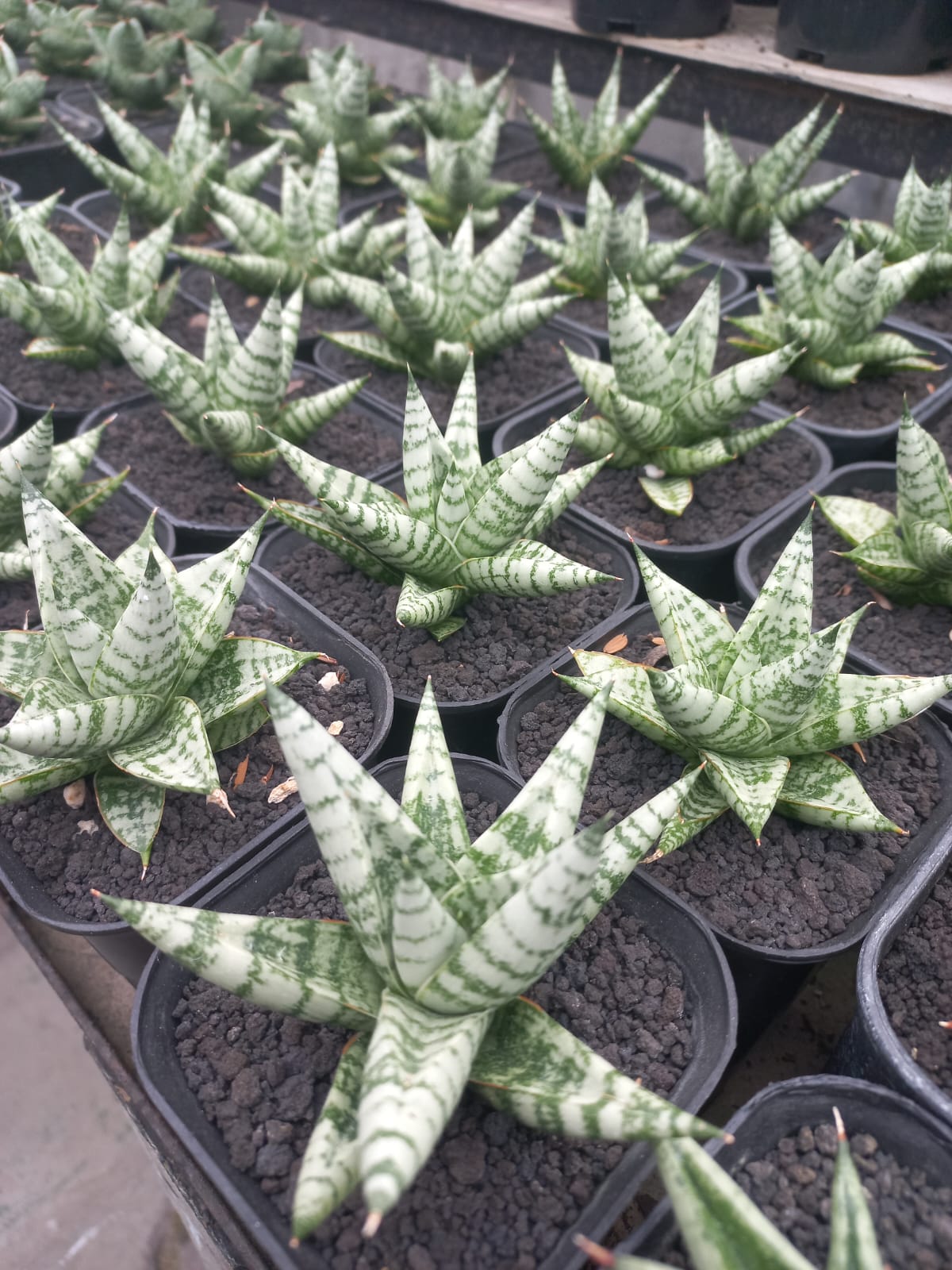 Sansevieria Zebra