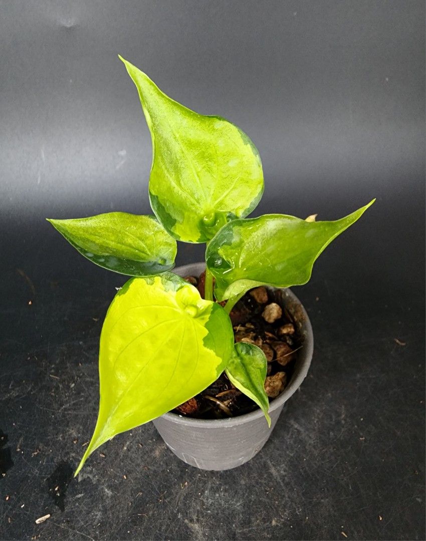 Alocasia Culcullata Aurea