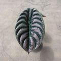 Alocasia Cuprea